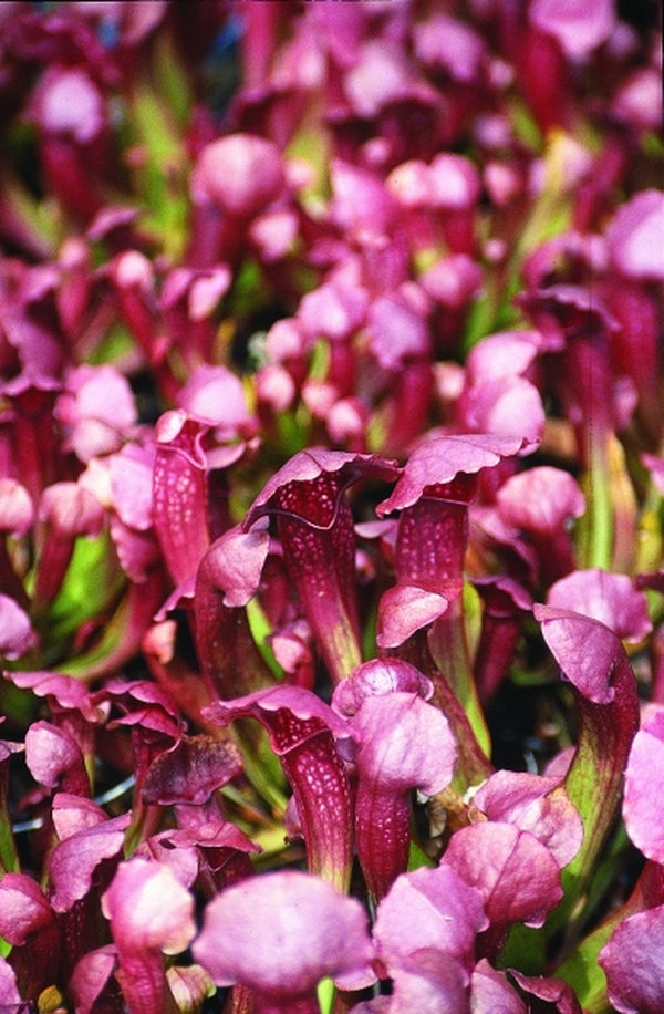 Image of Sarracenia 'Lovebug'