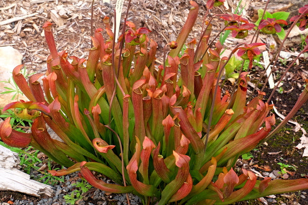 Image of Sarracenia 'Redbug' PP 13,412