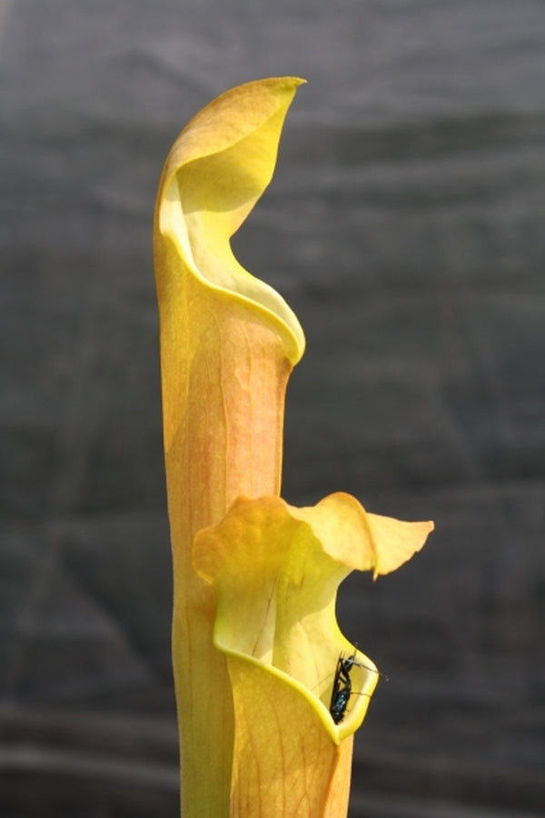 Image of Sarracenia alabamensis ssp. alabamensis NOT OUTSIDE NC