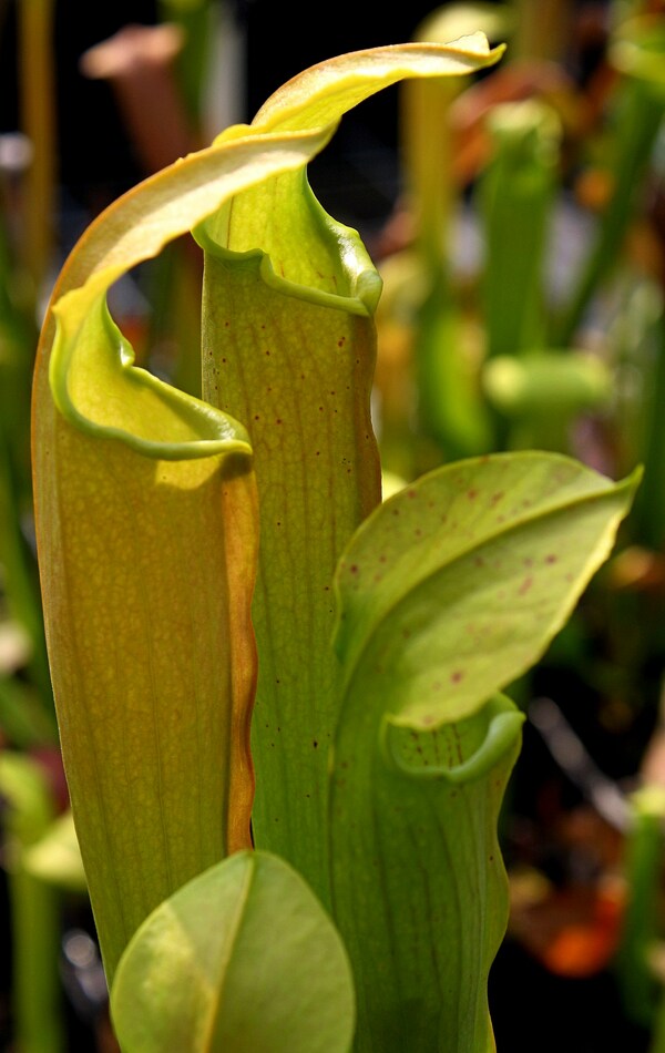 Sarracenia Doodlebug