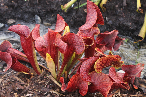 Image of Sarracenia x catesbaei