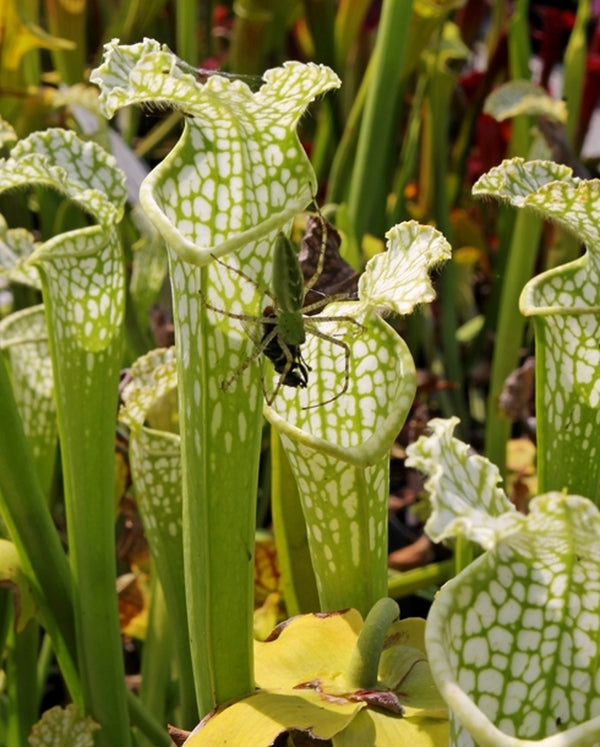 Sarracenia Doodlebug