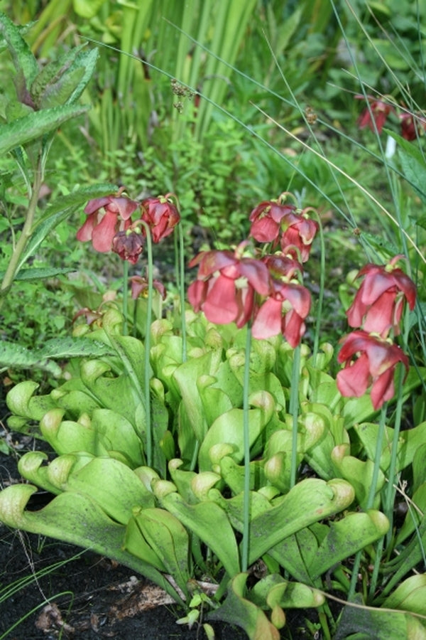 Image of Sarracenia psittacina