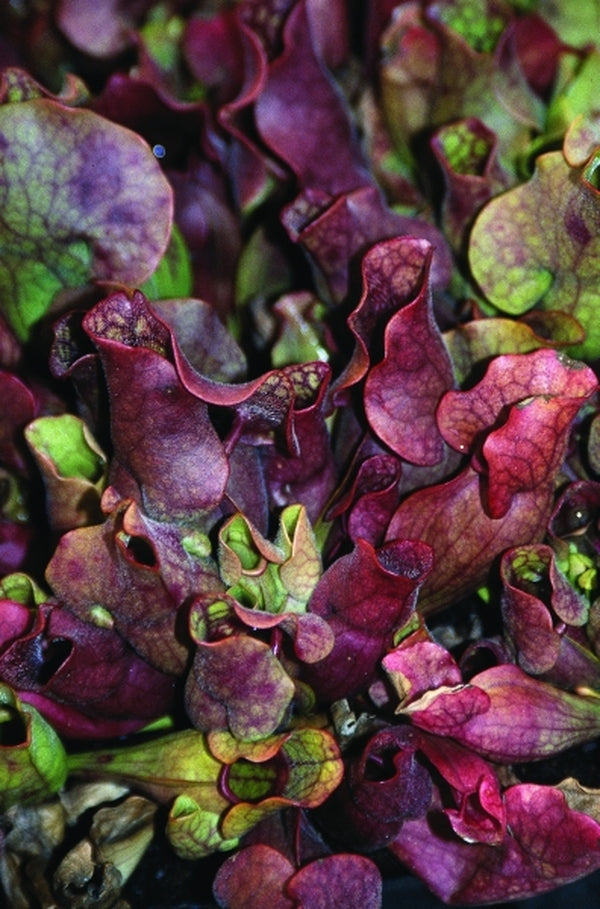 Sarracenia purpurea| pitcher plant/ carnivorous plant