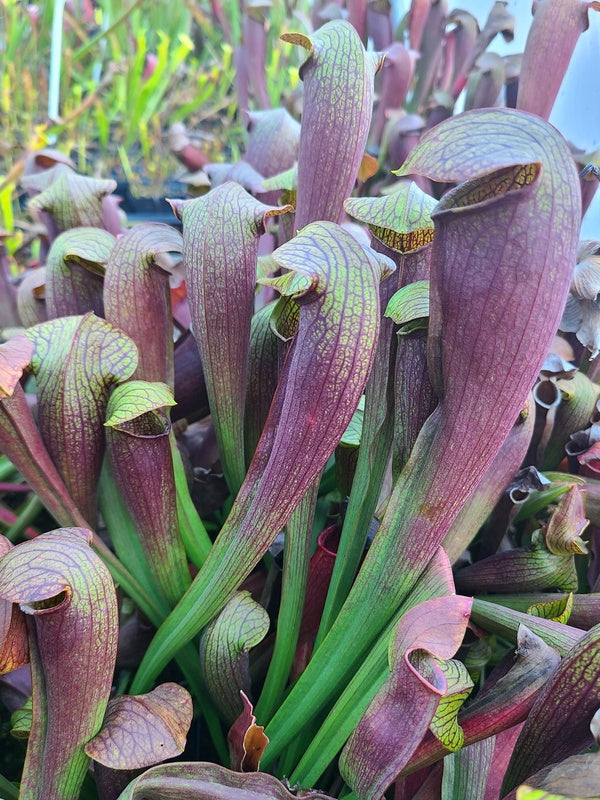 Image of Sarracenia x rehderi