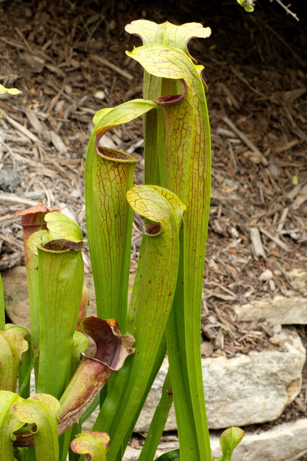 Image of Sarracenia rubra ssp. gulfensis 