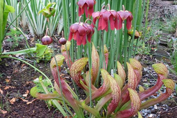 Image of Sarracenia x wrigleyana 'Scarlet Belle'