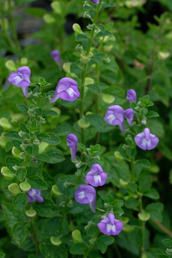 Image of Scutellaria mellichampii 'Bluffton Blues'