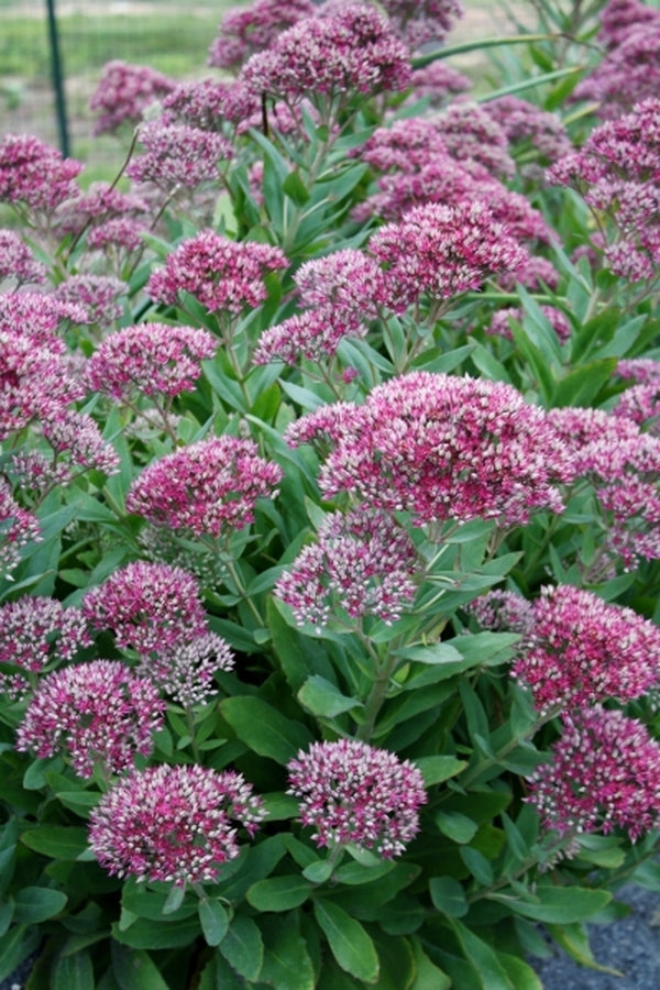 Image of Sedum 'Class Act' PP 20,125