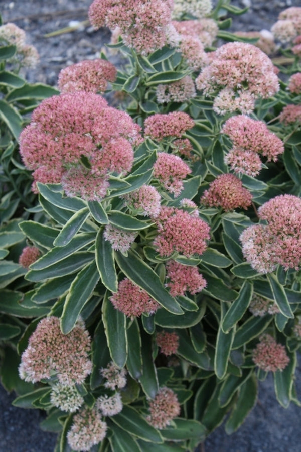 Image of Sedum 'Frosted Fire'
