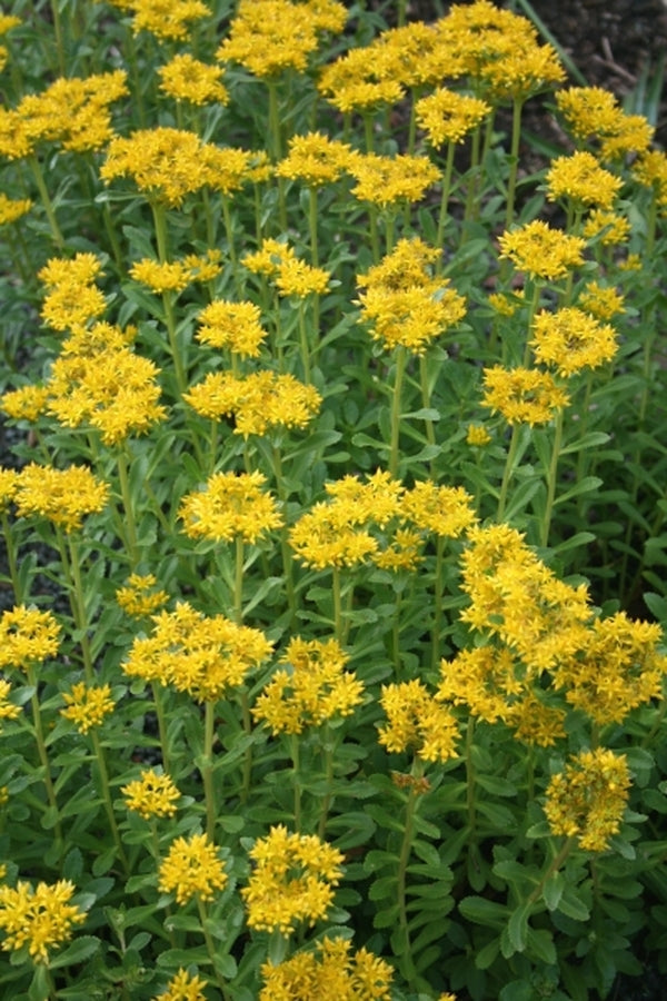 Image of Sedum aizoon var. angustifolium coll. #HH-03CH165