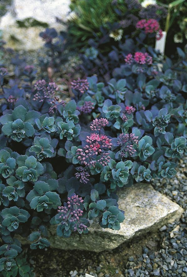 Tips for Stonecrop the Right Way