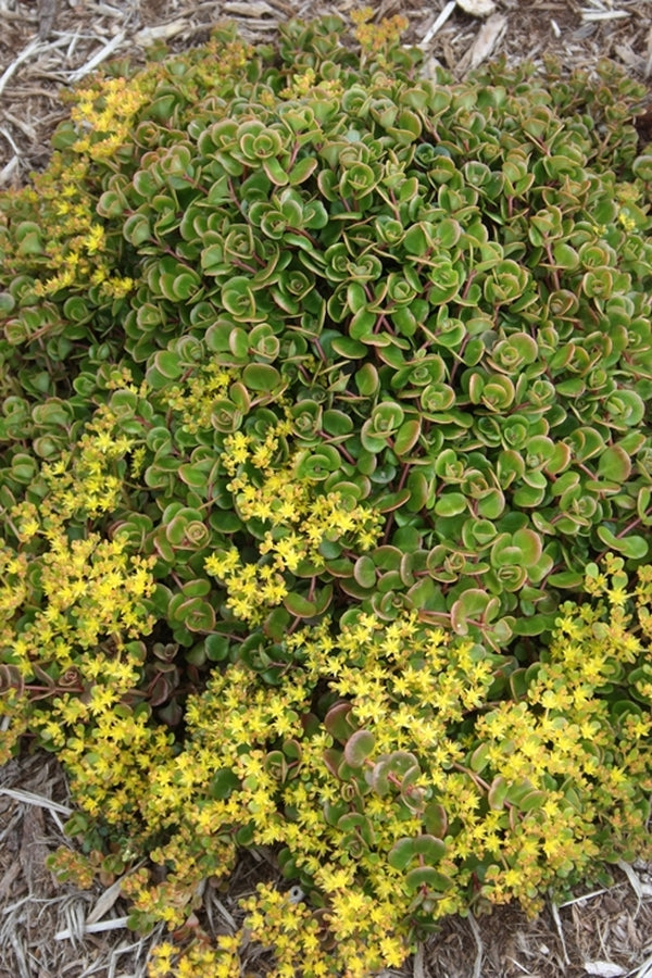 variegated creeping blue sedum