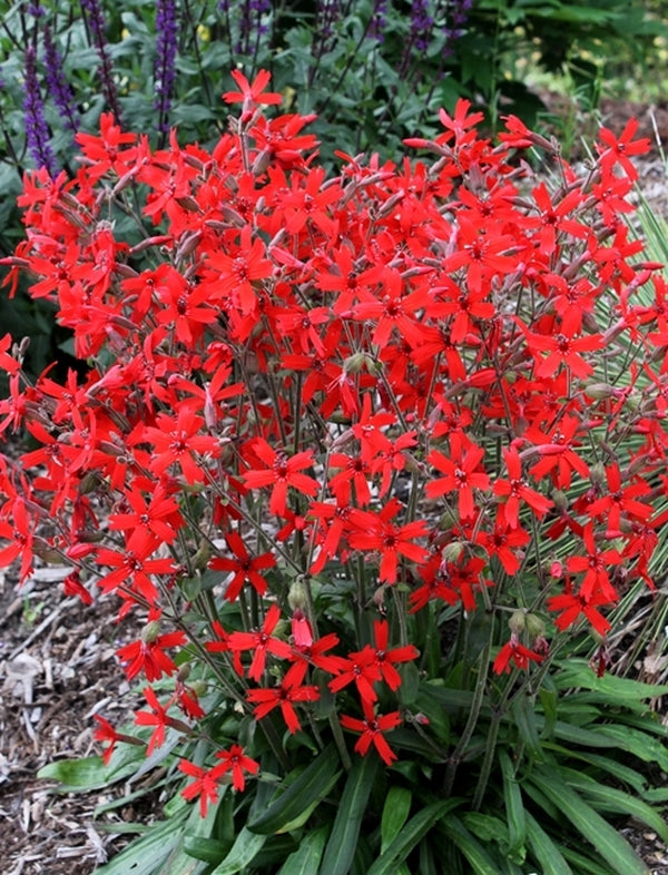 Image of Silene virginica 'Jackson Valentine'