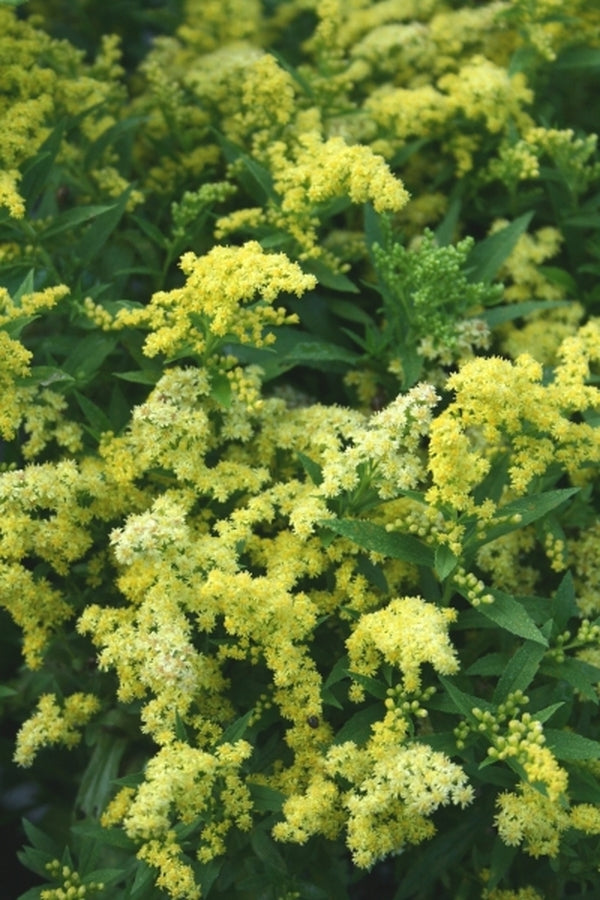 Learn about Solidago 'Dansolitlem' PP 17,297 | Little Lemon Goldenrod ...