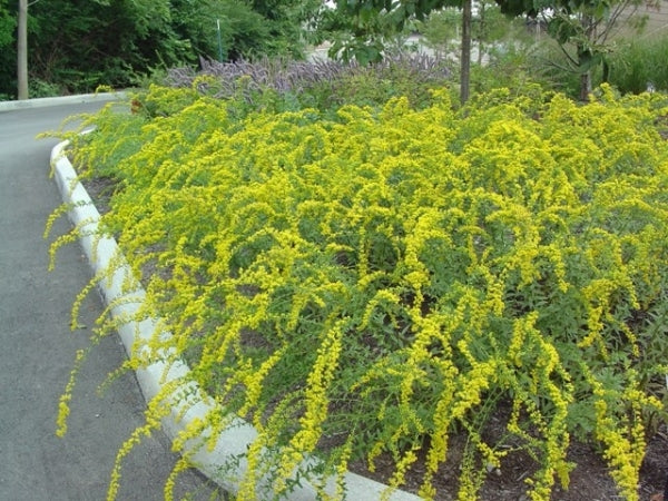 Image of Solidago shortii 'Solar Cascade'