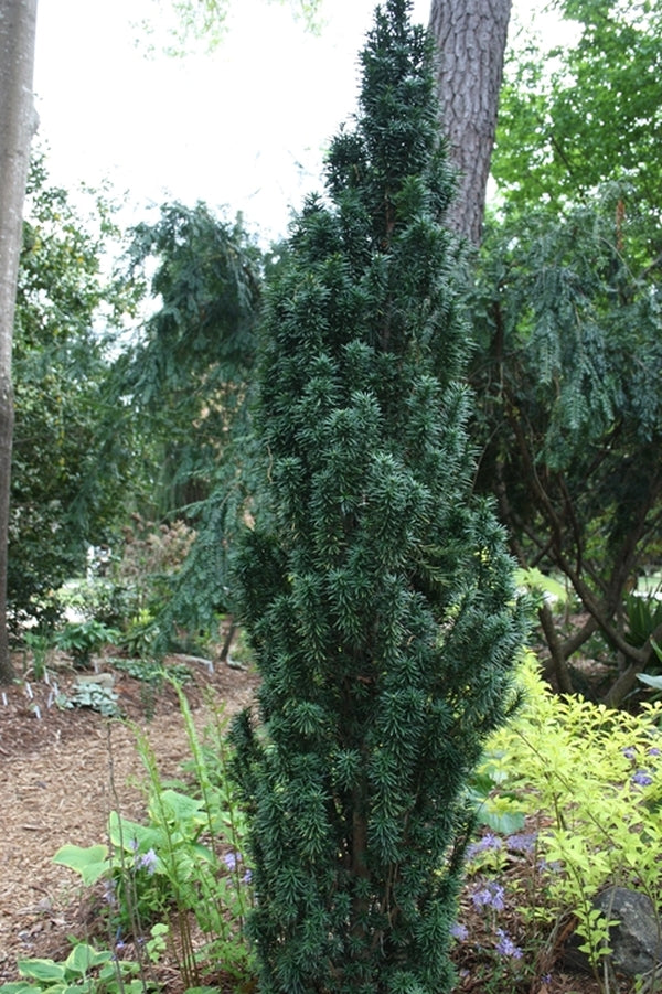 Learn about Taxus baccata Fastigiata Robusta | Upright Robust English ...