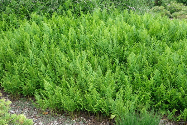 Image of Thelypteris glanduligera 'Green Shag'