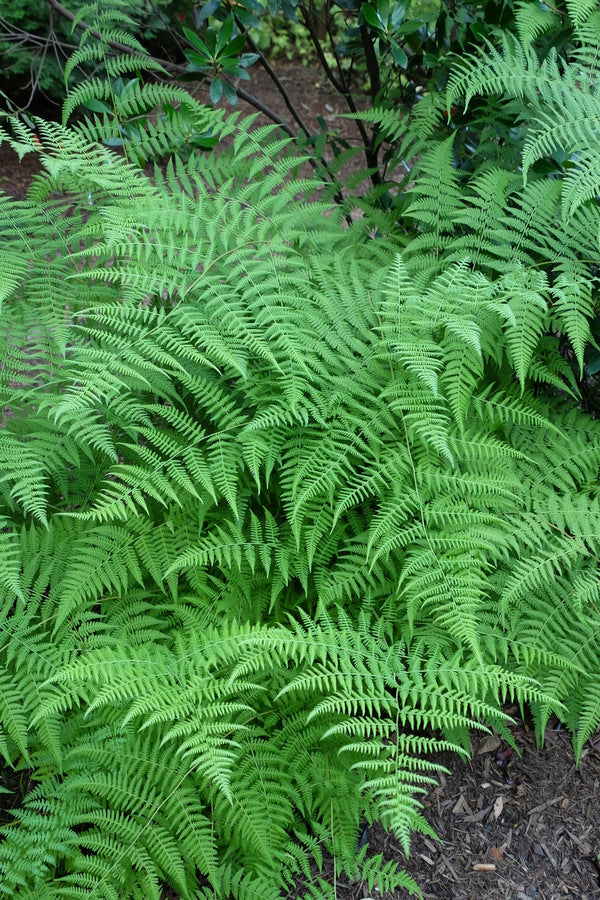 Image of Thelypteris torresiana 'Eco Maiden Lace'