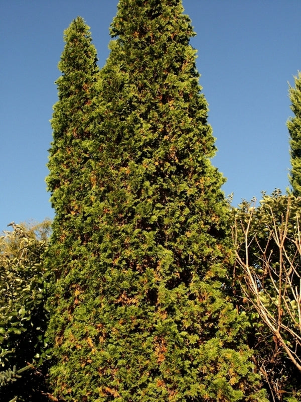 Image of Thuja occidentalis 'Degroot's Spire'