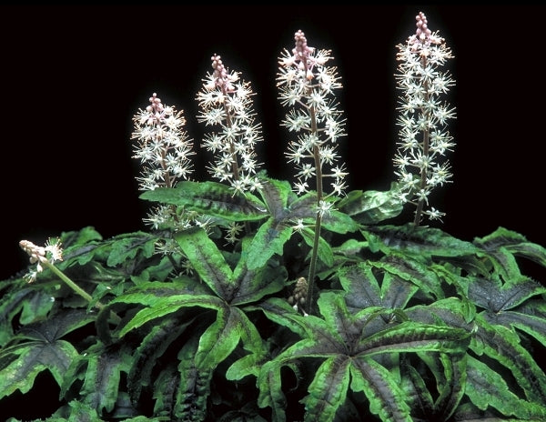 Image of Tiarella 'Iron Butterfly' PP 12,396 EU 9848