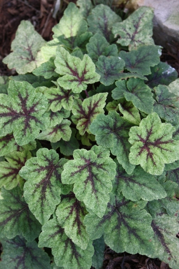 Image of Tiarella 'Mystic Mist' PP21,282