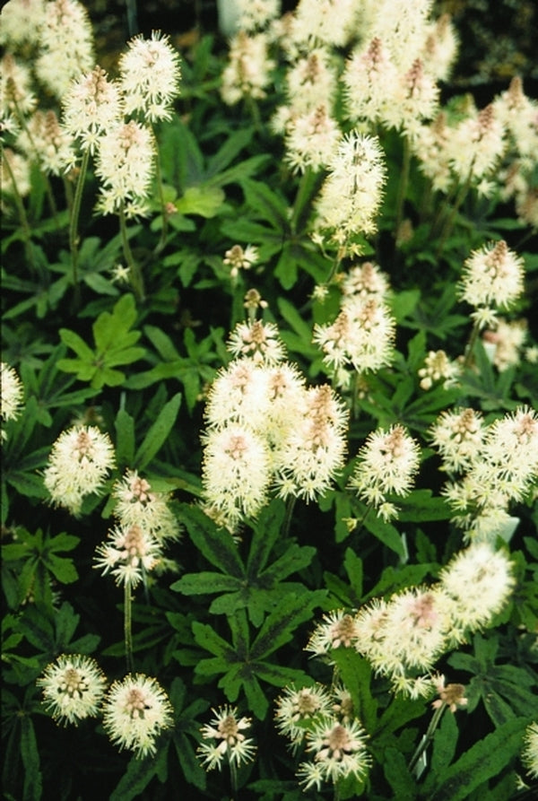 Image of Tiarella 'Spring Symphony' PP 12,397 EU 9845