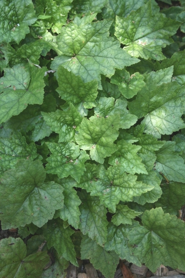 Image of Tiarella cordifolia 'Oconee Spreader'