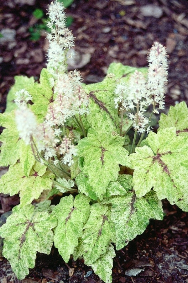 Image of Tiarella polyphylla 'Heronswood Mist'