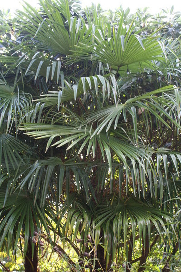 Image of Trachycarpus fortunei 'Charlotte'