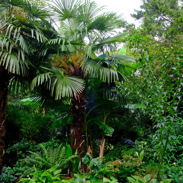 Image of Trachycarpus fortunei 'Dwarf Delights'