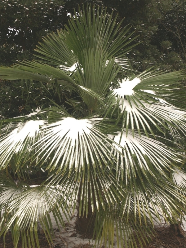 Image of Trachycarpus fortunei 'Nanital'