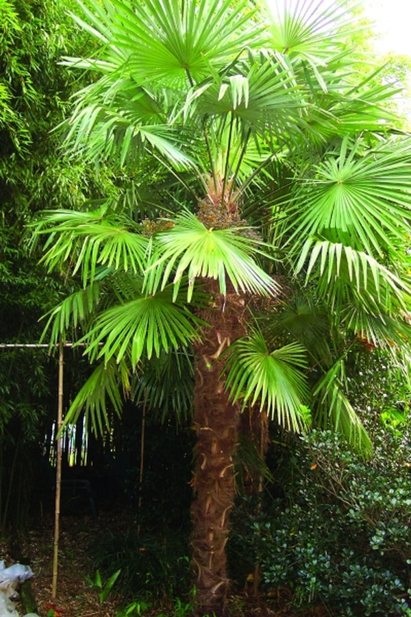 Image of Trachycarpus fortunei Tennessee Form
