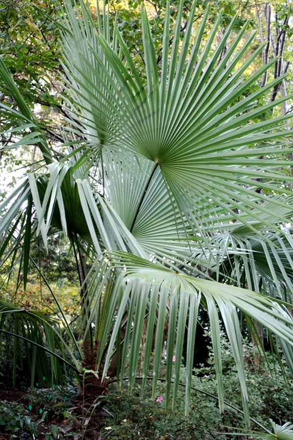 Image of Trachycarpus takil