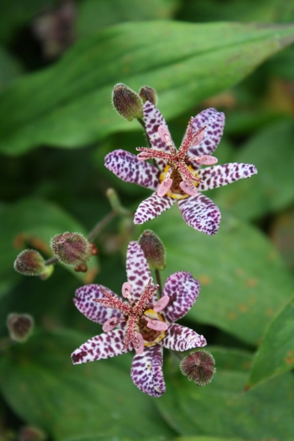 Image of Tricyrtis 'Dark Beauty'