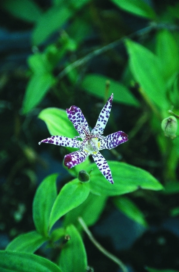 Image of Tricyrtis 'Empress'