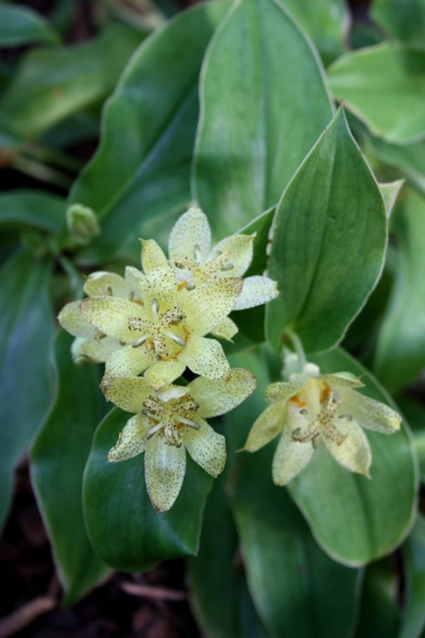 Image of Tricyrtis 'Lemon Twist'