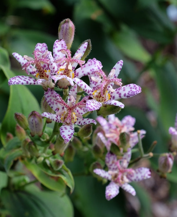 Image of Tricyrtis 'Momoe'