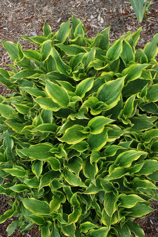 Image of Tricyrtis formosana 'Autumn Glow'