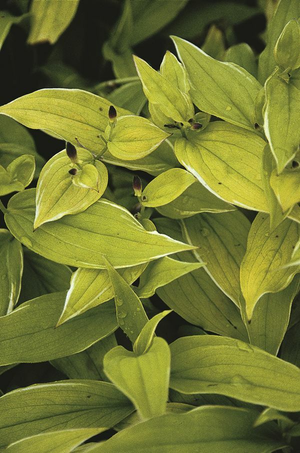 Image of Tricyrtis formosana 'Emperor'