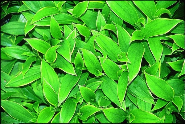 Image of Tricyrtis formosana 'Samurai'