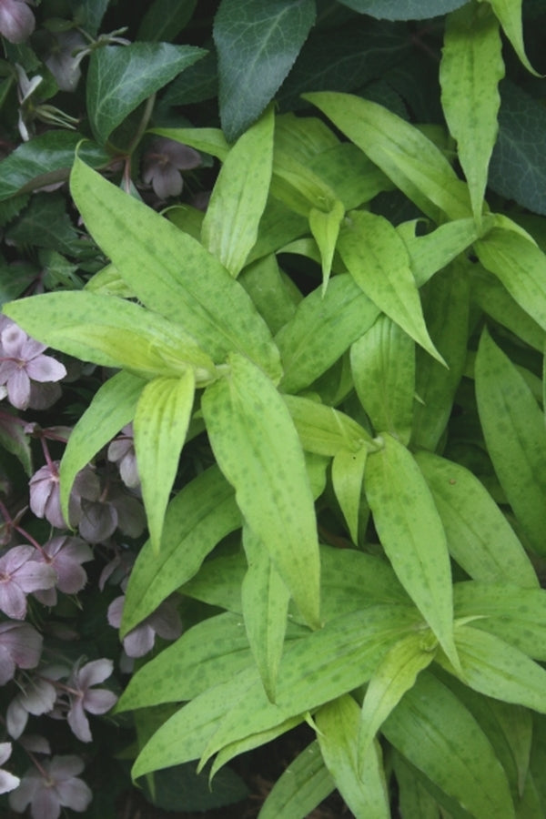 Image of Tricyrtis hirta 'Golden Gleam'