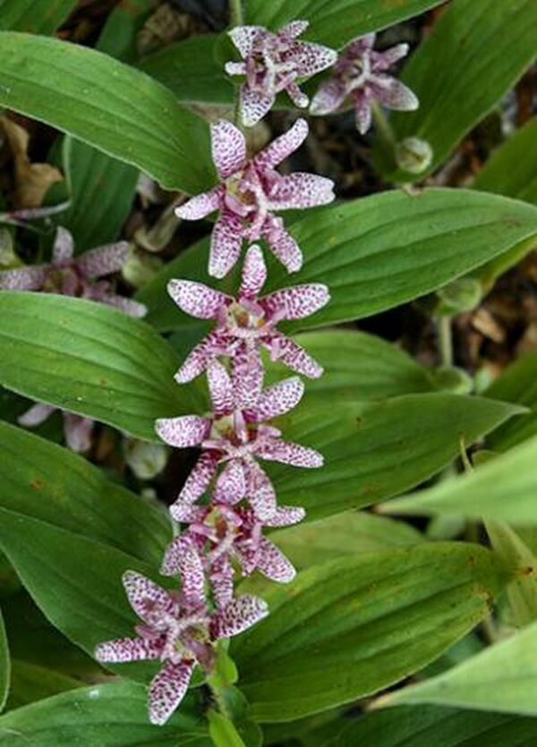 Image of Tricyrtis hirta 'Miyazaki'