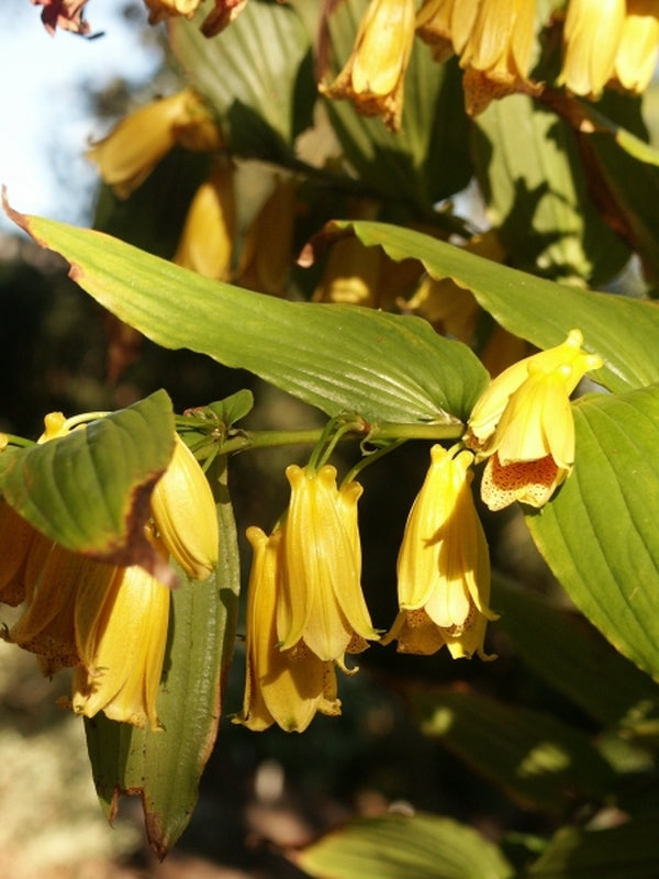 Image of Tricyrtis ishiiana