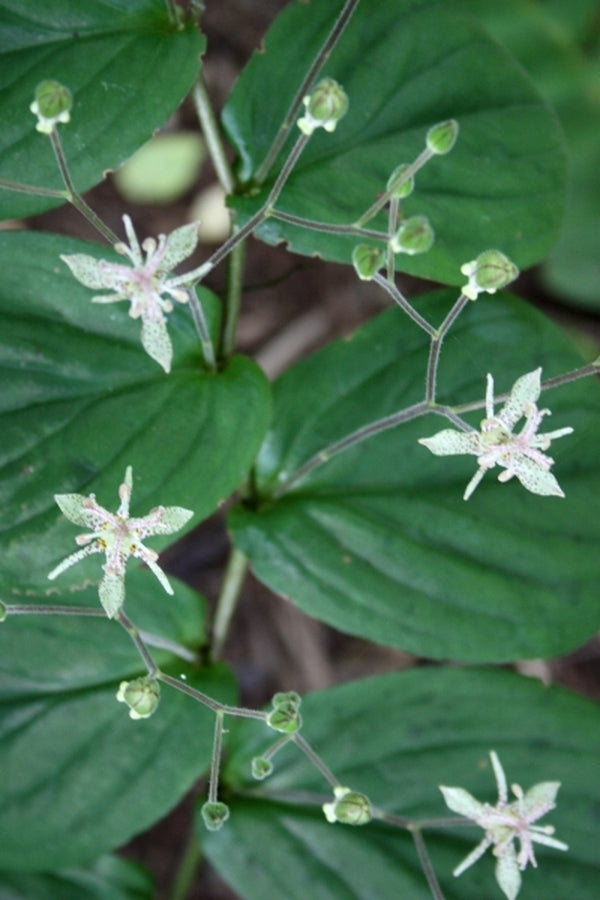 Image of Tricyrtis maculata