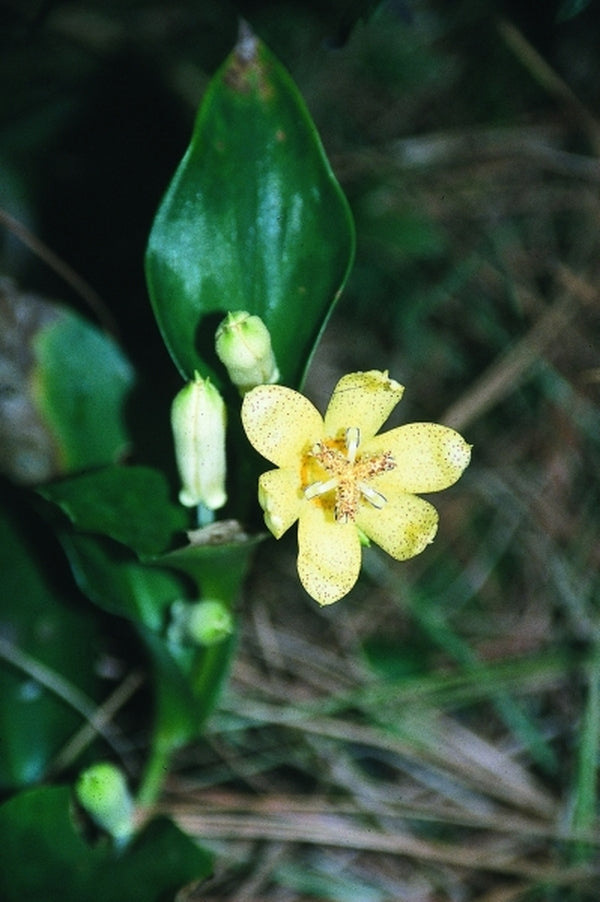 Image of Tricyrtis ohsumiensis