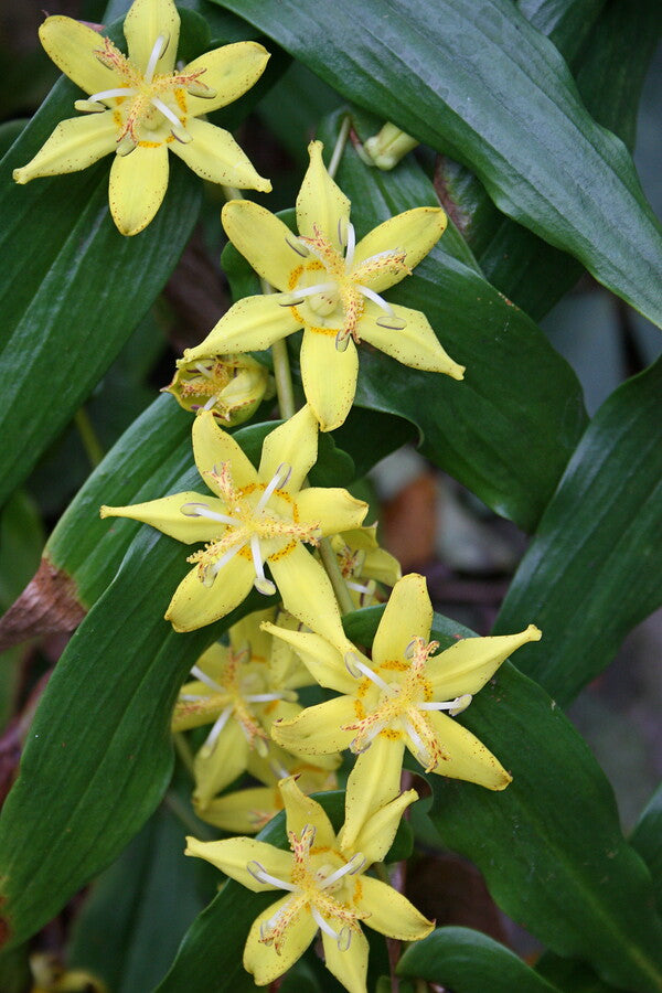 Image of Tricyrtis perfoliata