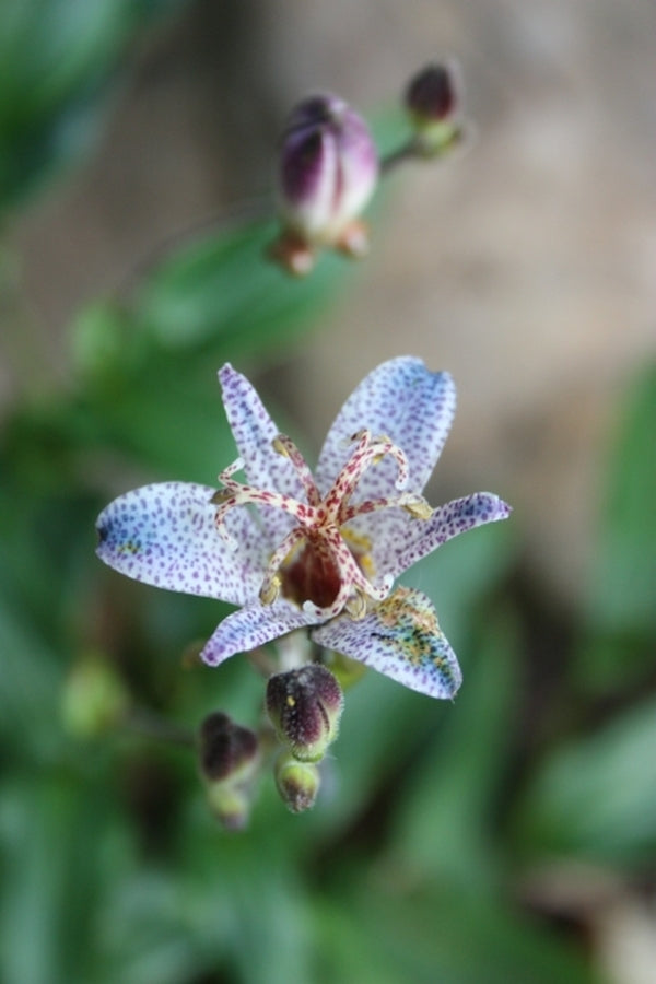 Image of Tricyrtis ravenii coll. #A1TW-252