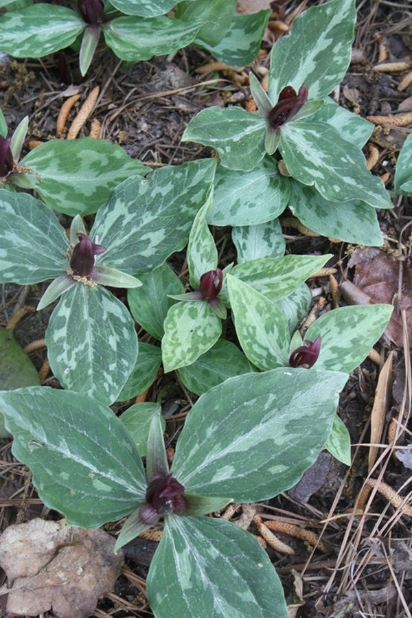 Image of Trillium foetidissimum 'Adams Family'