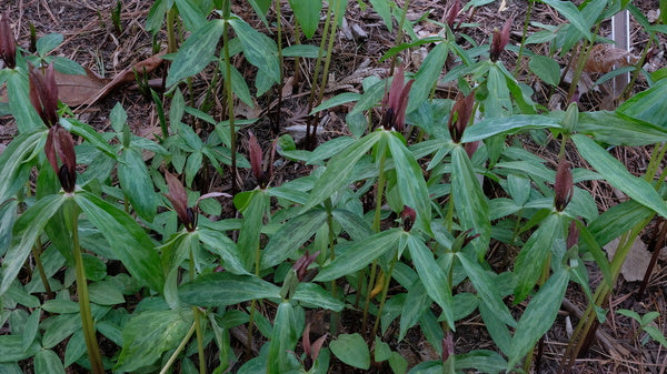 Image of Trillium lancifolium 'Harpersville'